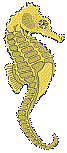 seahorse