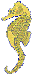 seahorse